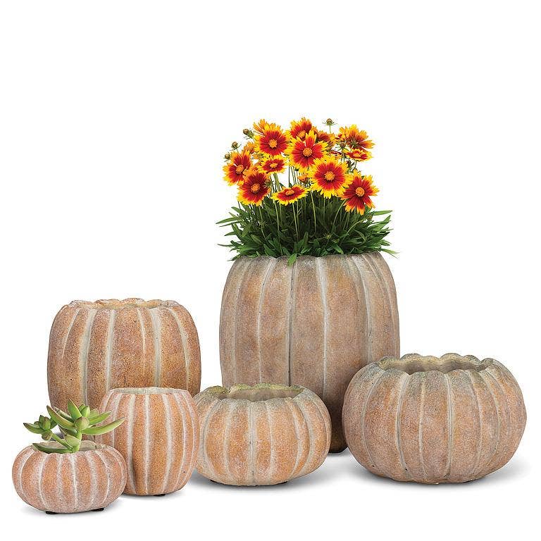 FAR27-PUMPKIN-221-MD