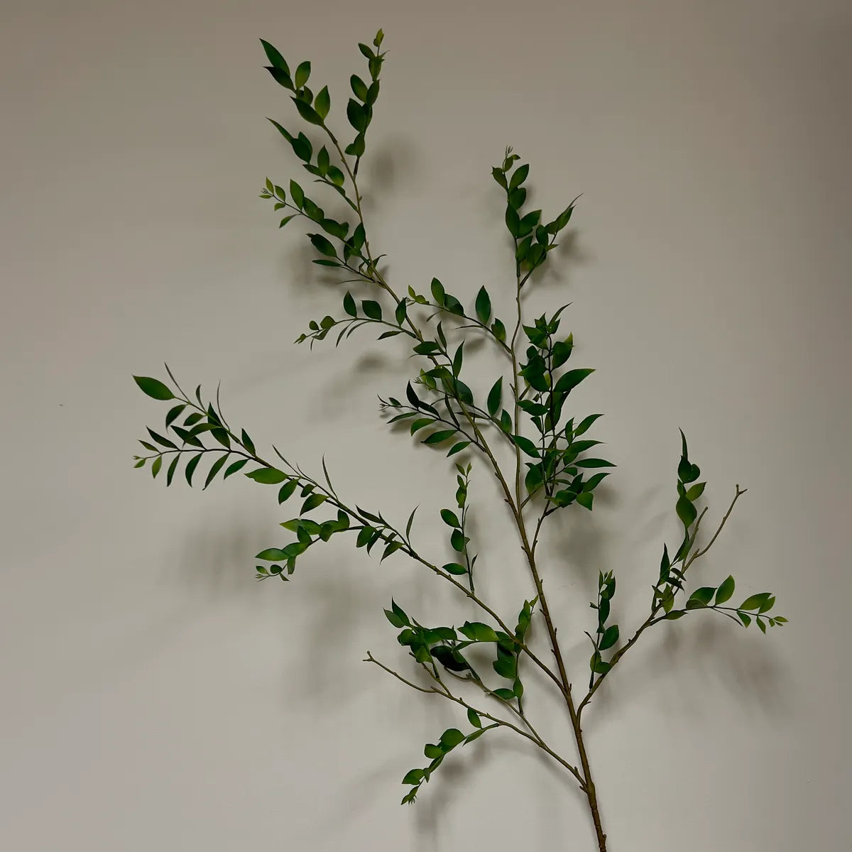 PVHPHDFLW250334